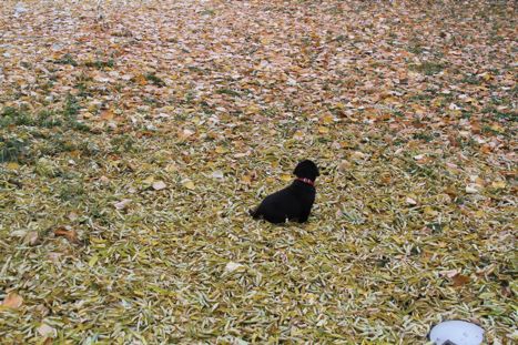 Troy first Autumn leaves (1)