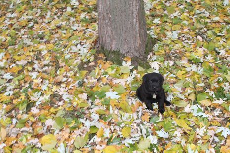 Troy first Autumn leaves (2)