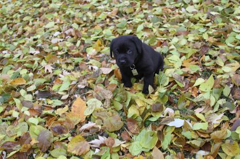 Troy first Autumn leaves (7)