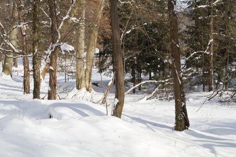 Savarsin in Winter 19Feb2012 (13)