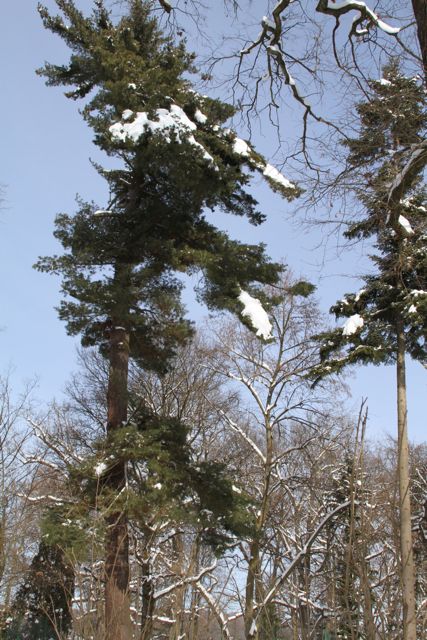 Savarsin in Winter 19Feb2012 (15)