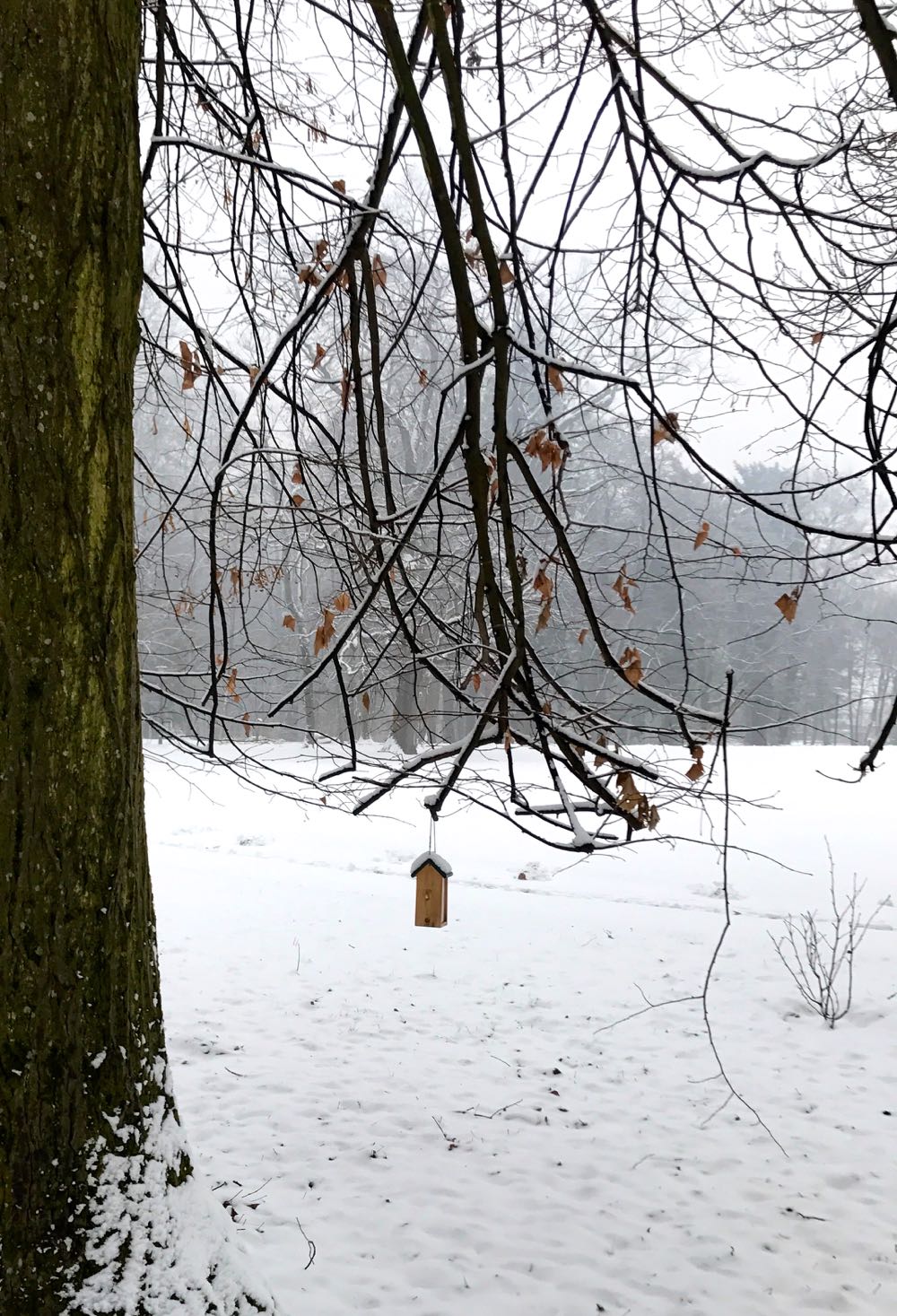 Savarsin, parcul si casa la ceas de sarbatoare a Craciunului 2016