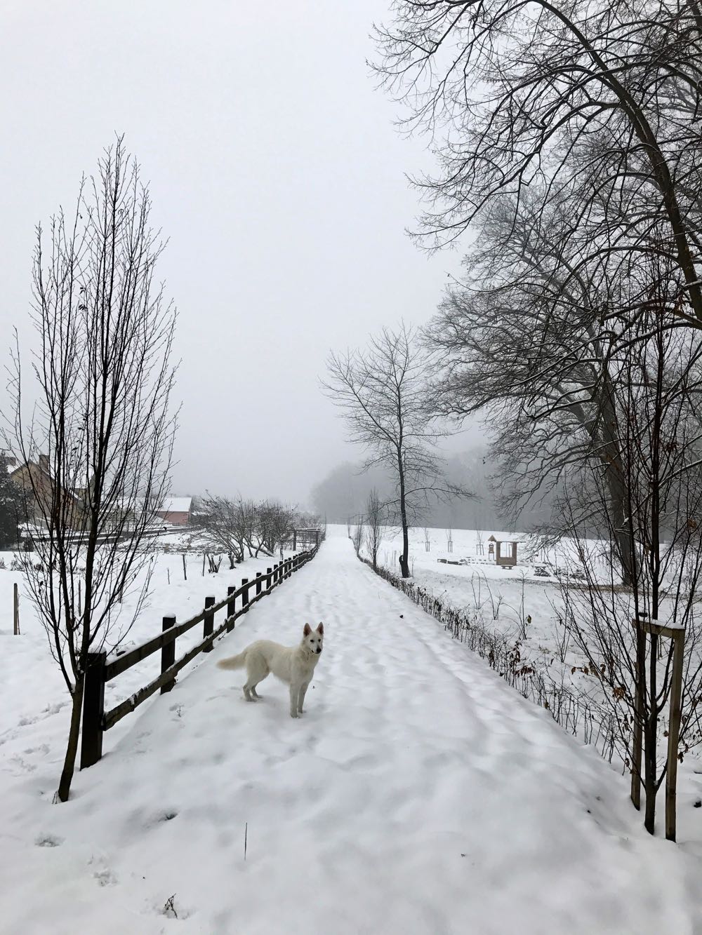 Savarsin, parcul si casa la ceas de sarbatoare a Craciunului 2016