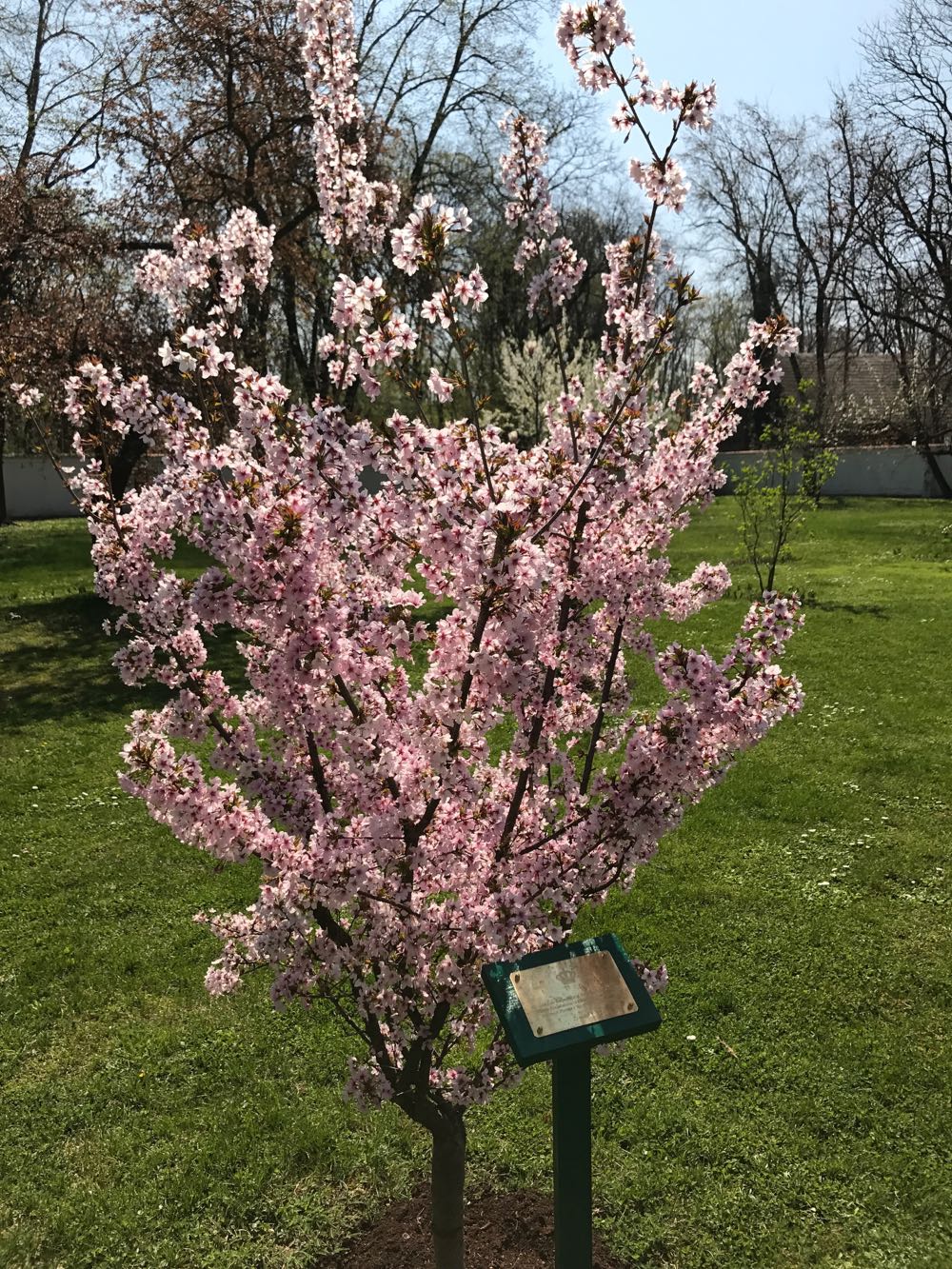 Gradina Palatului Elisabeta, primavara 2017