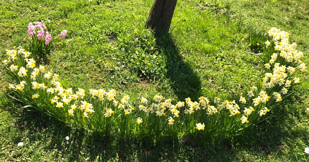 Gradina Palatului Elisabeta, primavara 2017