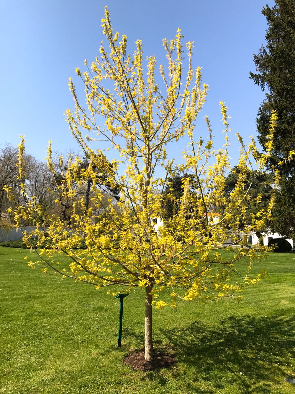 Gradina Palatului Elisabeta, primavara 2017