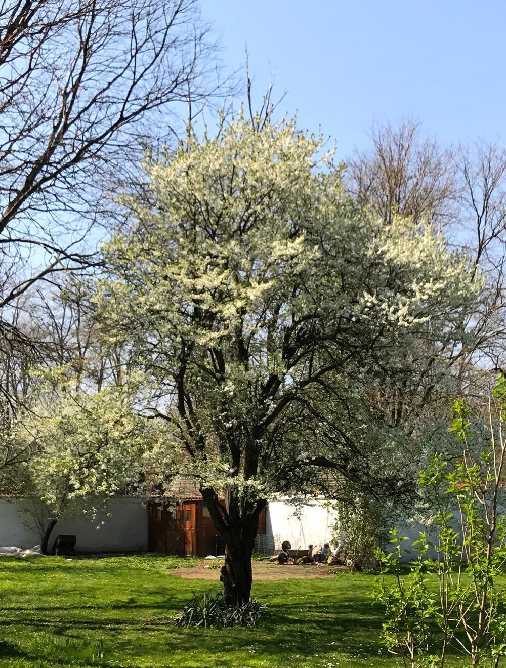 Gradina Palatului Elisabeta, primavara 2017