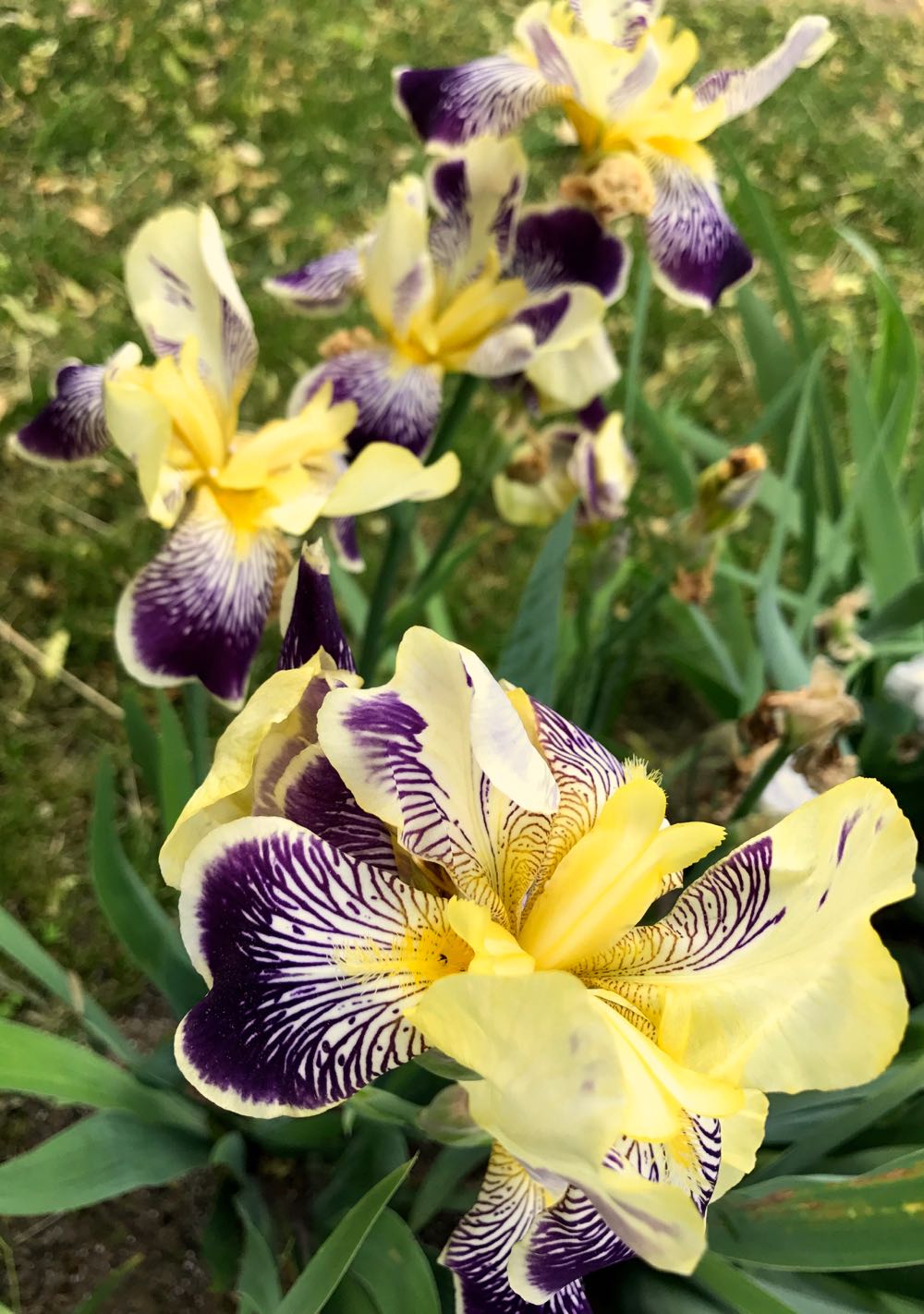 Stanjeneii Parcului Regal Savarsin, iunie 2017 ©Casa Majestatii Sale Regelui